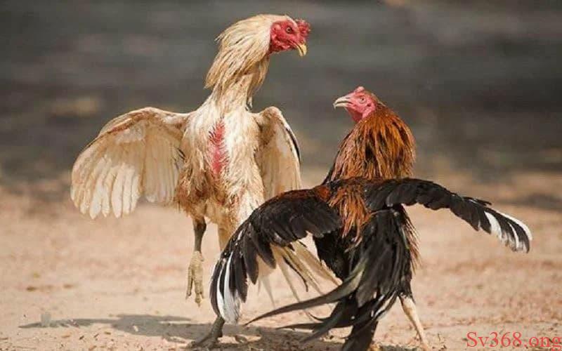 Cách chơi đá gà miền Bắc đúng