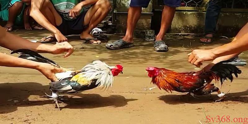 Luật đá gà miền Nam