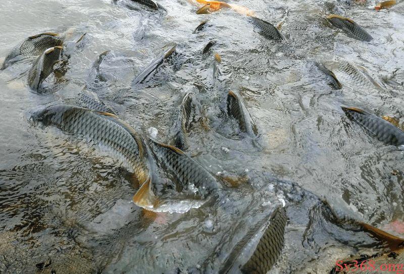 mơ thấy cá trắm