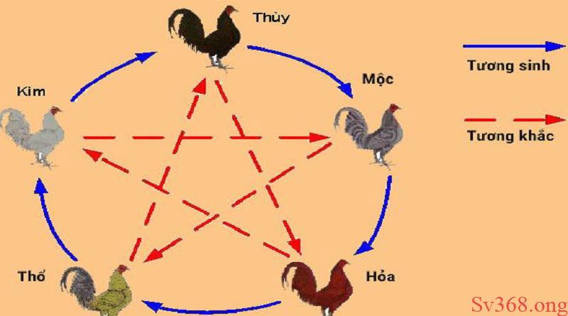 Màu Mạng Gà Đá Là Gì