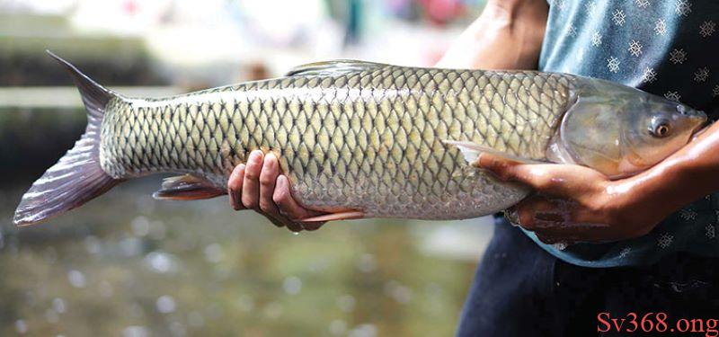 Mơ Thấy Cá Trắm Là Điềm Gì - Đánh Con Số Nào May Mắn Nhất? 1 mơ thấy cá trắm