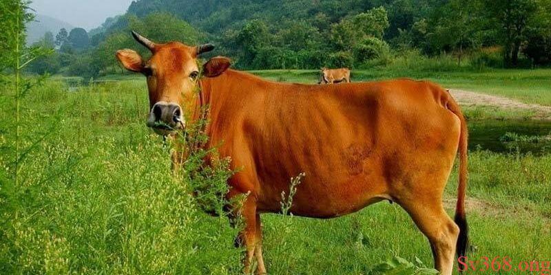 Mơ Thấy Con Bò - Luận Giải Về Điềm Báo May Rủi Với SV368 13 Hình ảnh của con bò trong văn hóa và tâm linh
