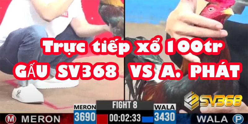 Trực tiếp Đá Gà 100 Triệu: A Gấu SV368 vs A Phát
